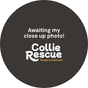 Collie Rescue