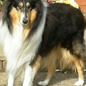 Sponsor Dog Bonnie-Prince
