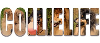 Collielife