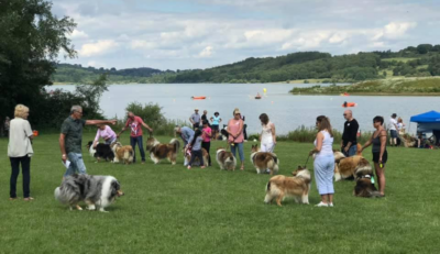 Collie Chaos