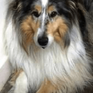 Sponsor dog Shelby