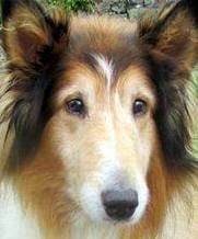 THE STRAY, UNLOVED DOG