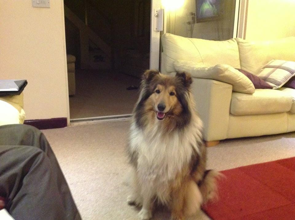Gracey  (march 2013)