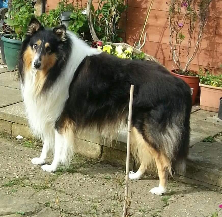 Bonnie Prince    (May 2013 to 2021 )