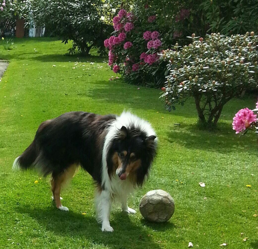 Bonnie Prince    (May 2013 to 2021 )