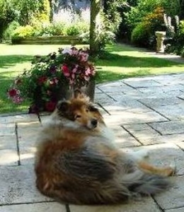 Sponsor dog Charlie