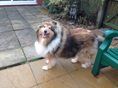 Gracey  (march 2013)