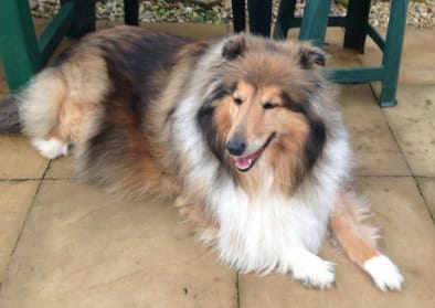 Gracey  (march 2013)