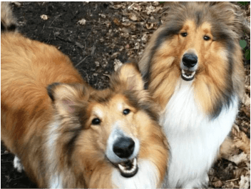 Lassie and Louie