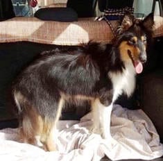 MEET MATEO (U.K. name … MAX)