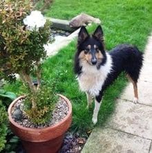 MEET MATEO (U.K. name … MAX)