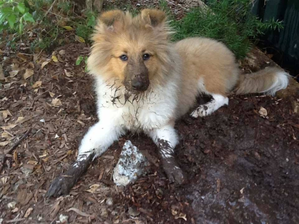 Mucky pup