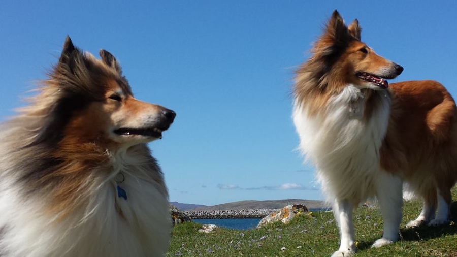 Skoda and Tilly