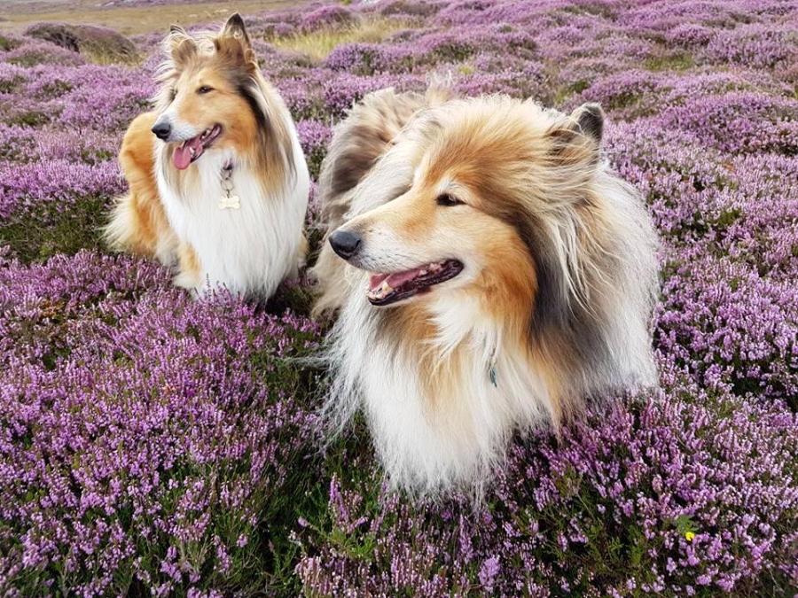 Skoda and Tilly