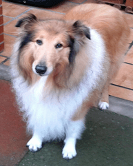 Sponsor dog Stanley