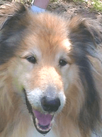 Sponsor dog Storm