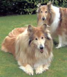 Ted and Lassie