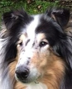 Sponsor dog Tico