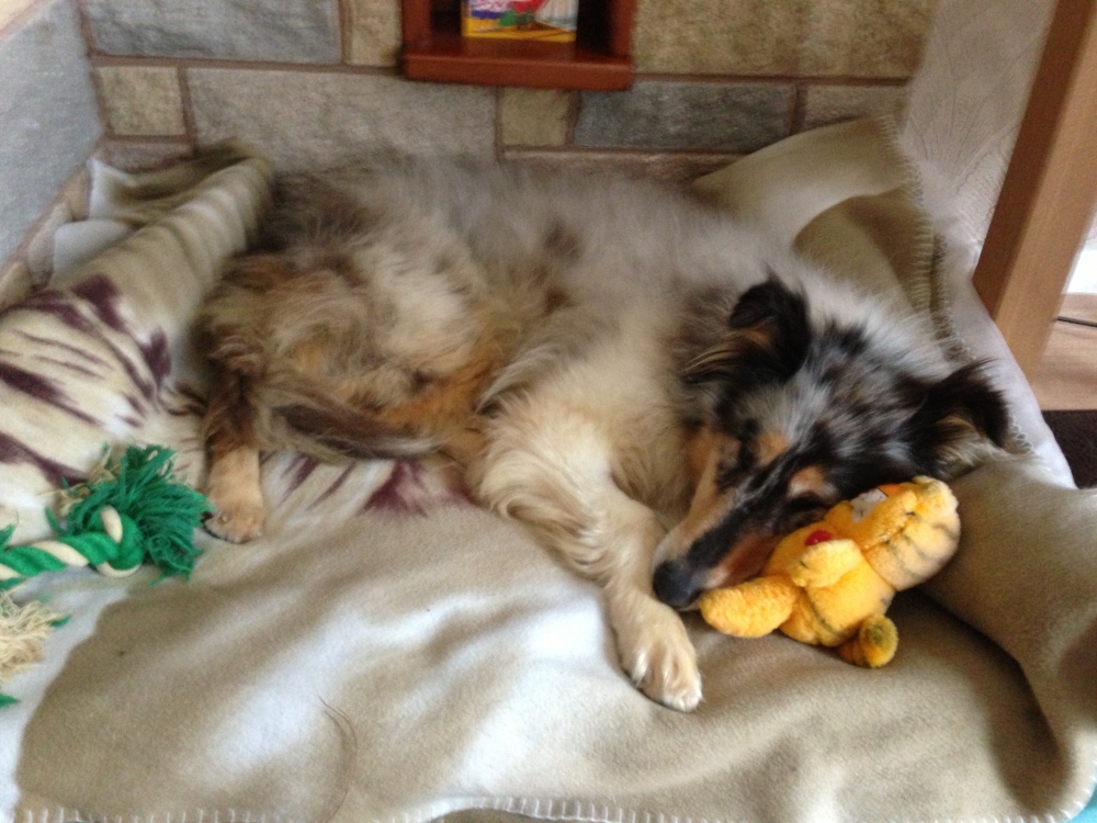 Susie 2013