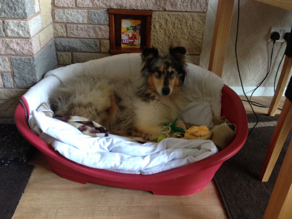 Susie 2013