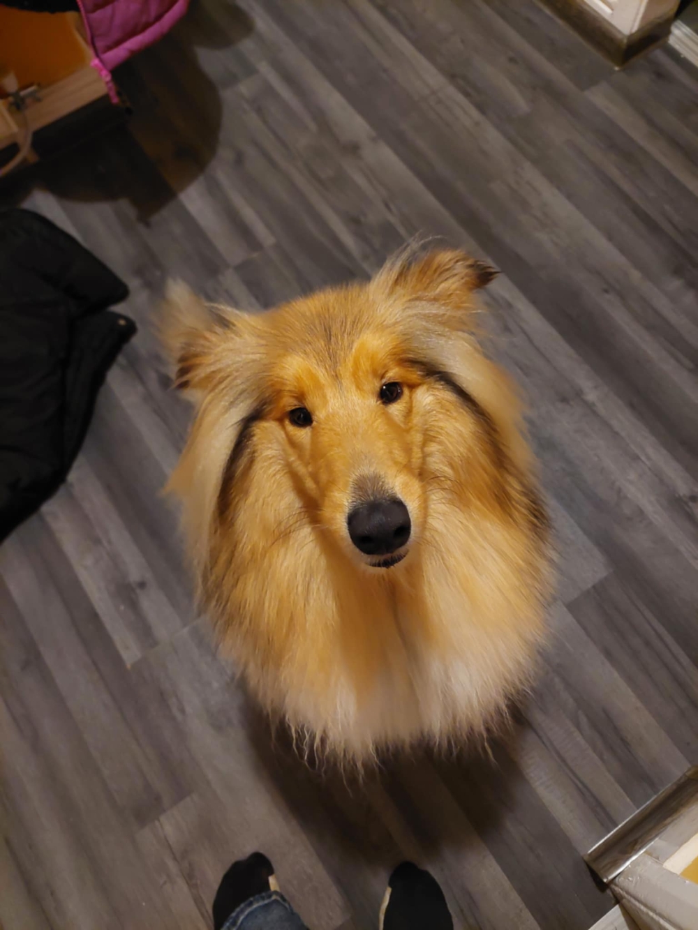 Bella – West Midlands Area