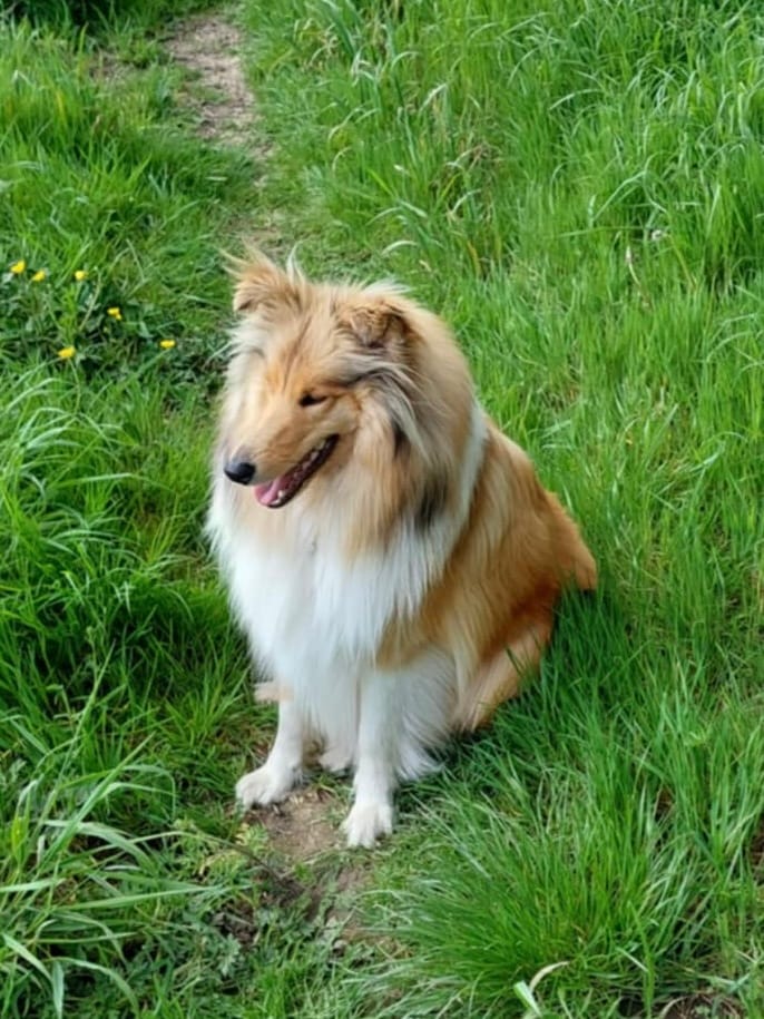 Bella – West Midlands Area