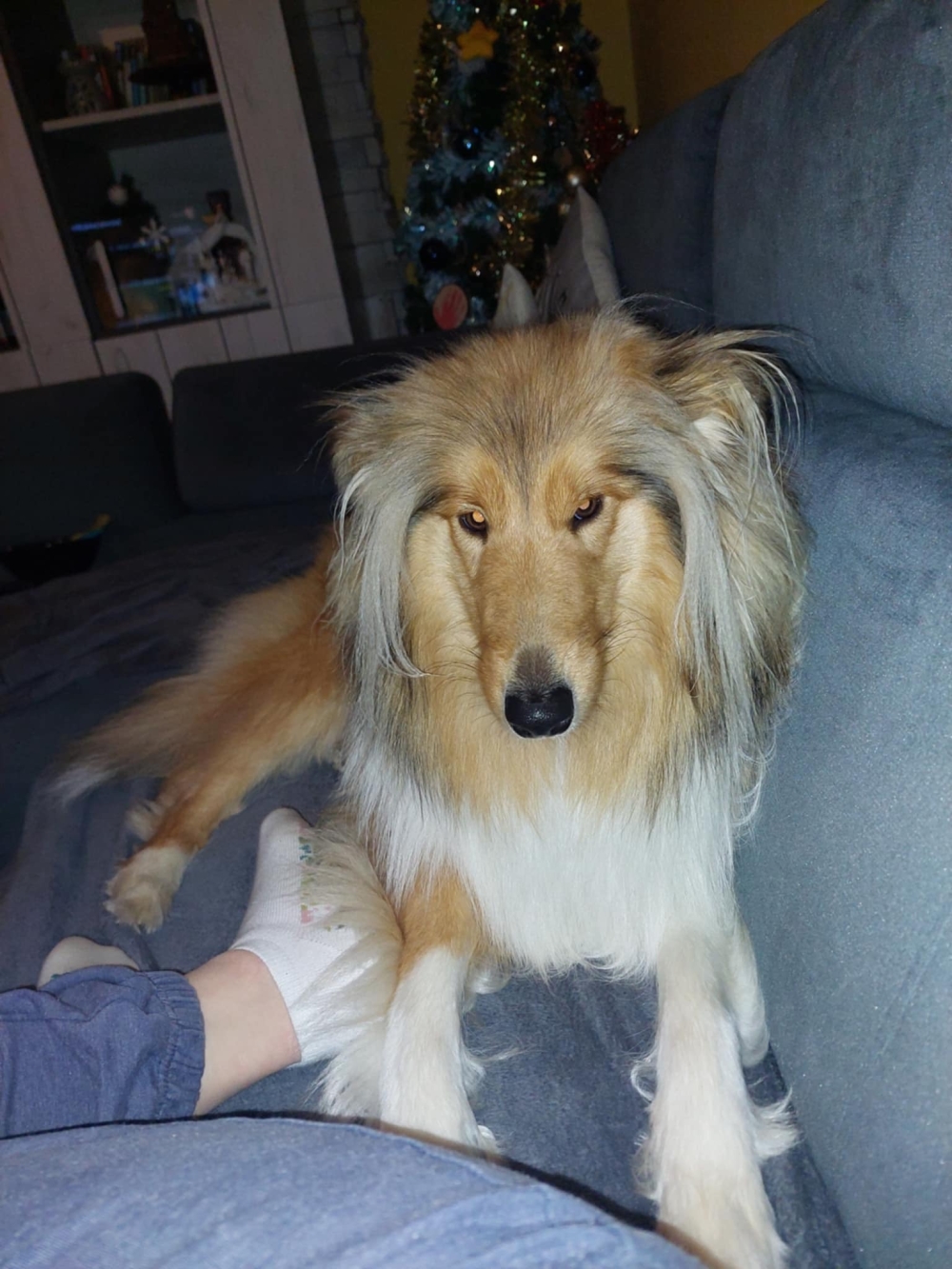 Bella – West Midlands Area