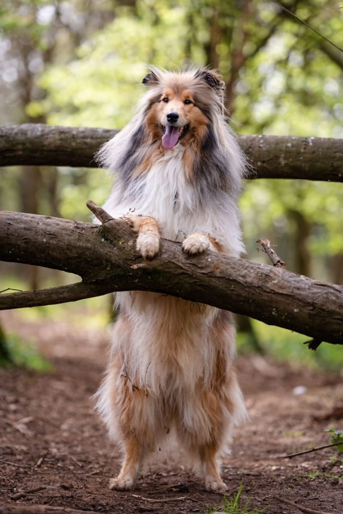 Nala – near Reading. South East.