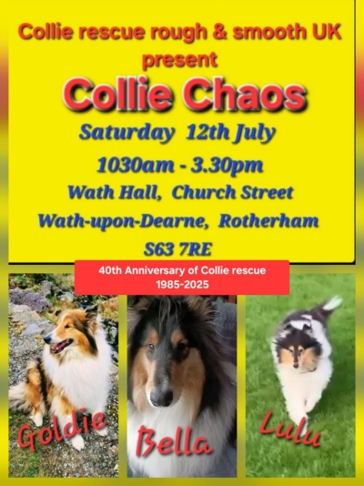 collie rescue rough & smooth uk present – COLLIE CHAOS -40th Anniversary of collie rescue 1985- 2025