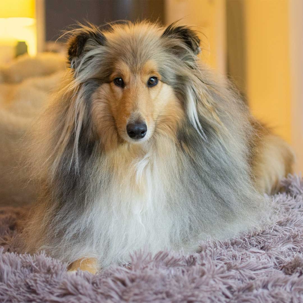 Nala – near Reading. South East.