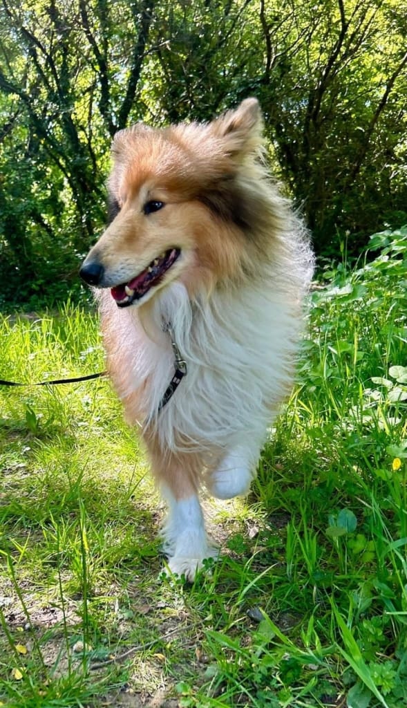Sunny – Cornwall