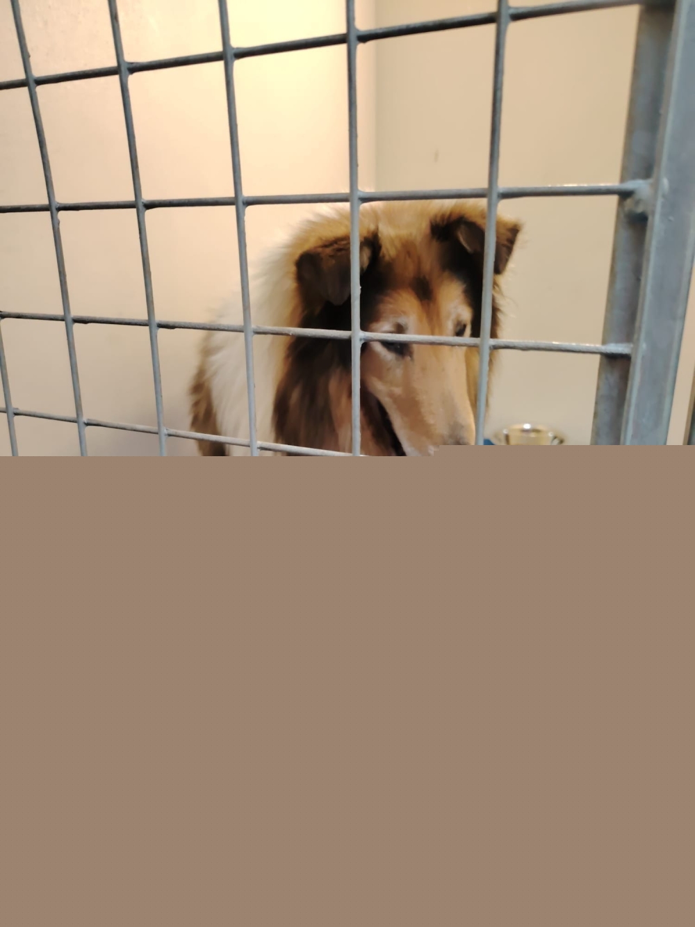 Lassie