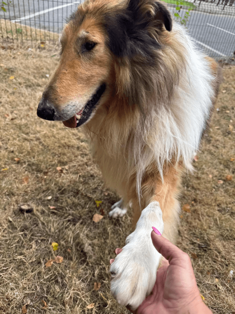Lassie
