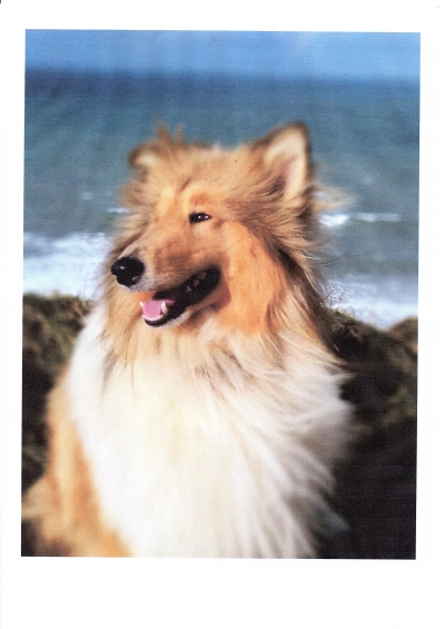 Sunny – Cornwall