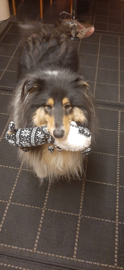 Max – Hertfordshire