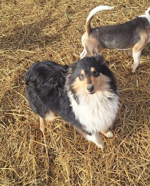 Tammy