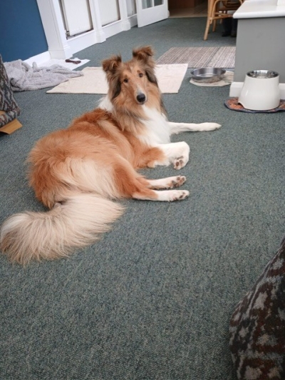 Bailey (Baby)