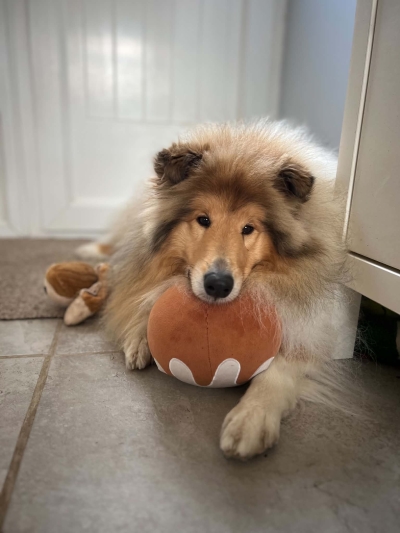 Hugo
